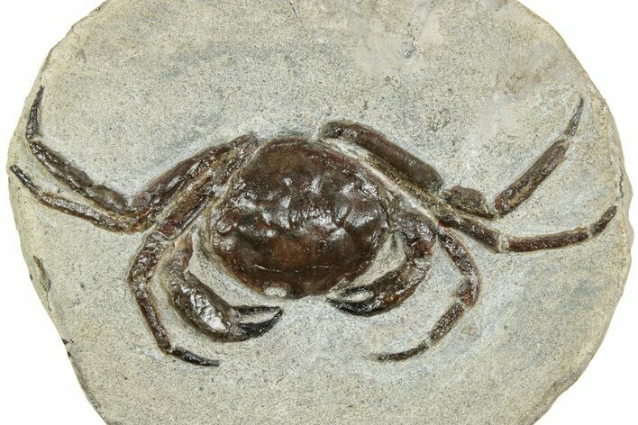 Fossil Crab (Pulalius) In Concretion - Washington #240461